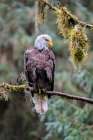 Bald Eagle-Anan Creek-Wrangell-Alaska-USA Art Print